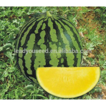 AW051 Bella yellow flesh hybrid seedless watermelon seed different types of seeds